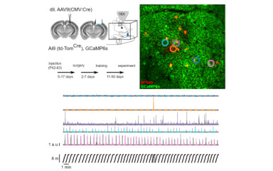 In vivo two-photon Ca2+ imaging