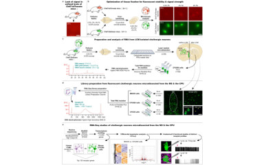 Spatial transcriptomics with LCM-Seq to study fluorescently tagged neurons from transgenic mice