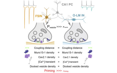 In vitro eredményeink a Neuron-ban