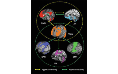 Az agy funkcionálisan azonosított hálózatai I: Miért vált az agy pillanatról-pillanatra