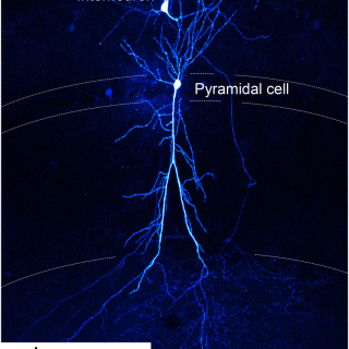 Simultaneous electrophysiological recording and labeling of a pyramidal cell and an interneuron connected with a weak synapse. The strength of the postsynaptic response (black) can be increased with pharmacological manipulation (blue).
