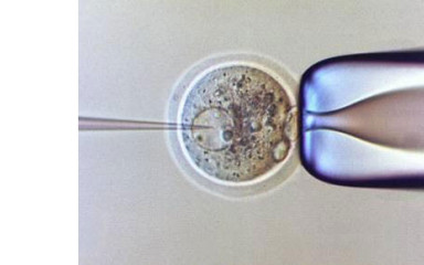 Embryology services