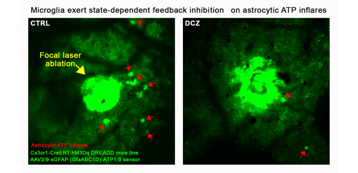 Everything you want to know and see about microglia... diakép