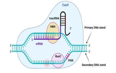 CRISPR/CAS technológián alapuló génmódosítás