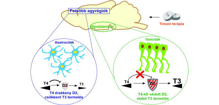 Az „agyköd” eloszlatása, avagy áttörés az agy pajzsmirigyhormon háztartásának megértésében diakép