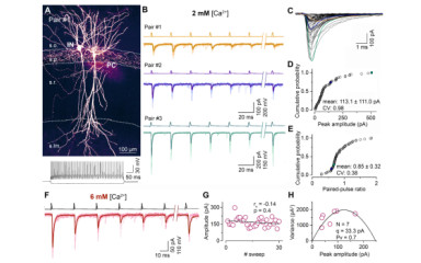 In vitro elektrofiziológia