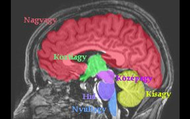 Az agy darabolása: az agykéreg és a kéreg alatti területek funkciója