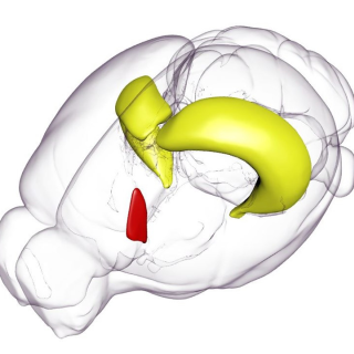 Az egér szeptohippokampális rendszerének 3D ábrája. Sárga színben a hippokampusz, piros színben a mediális szeptum látható. Scalable Brain Atlas szoftver segítségével készítette Schlingloff Dániel.
