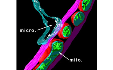 Mikroglia-neuron és mikroglia-vaszkuláris interakciók
