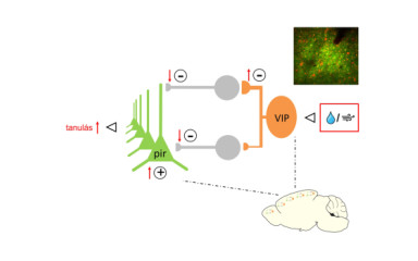 A jutalmazás, a büntetés és a VIP interneuronok