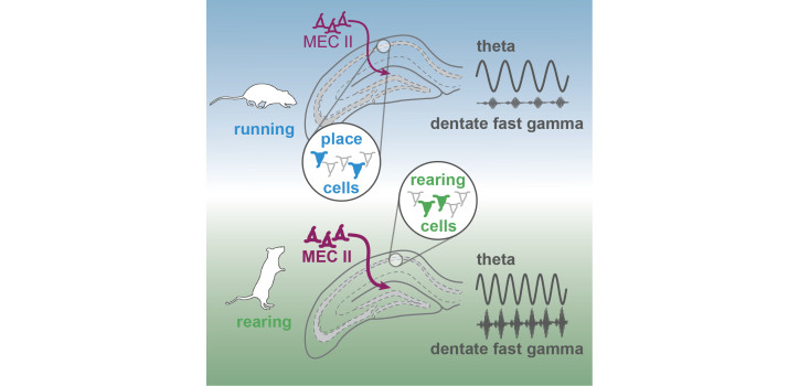 Hippocampal network dynamics during rearing episodes diakép