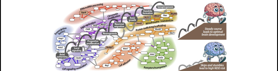 Sok kicsi sokra megy, sajnos a rossz irányba is: poligénes idegrendszeri betegségek