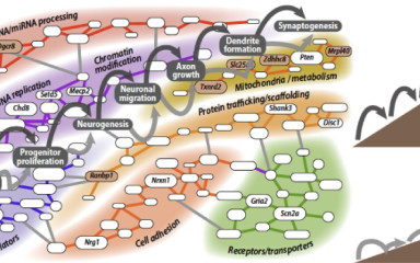 Sok kicsi sokra megy, sajnos a rossz irányba is: poligénes idegrendszeri betegségek