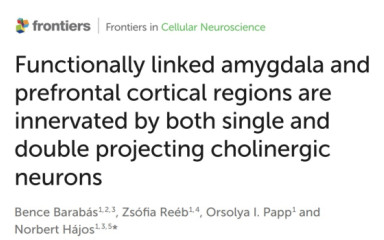 Bence cikkét elfogadták a Frontiers in Cellular Neuroscience-be