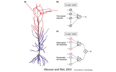 A bonyolult neuron modell II