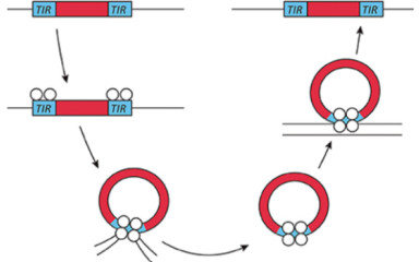 Transposon mediated transgenesis