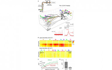 In vitro measurement of spontaneous neuronal network activity