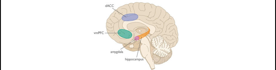 Multimodális asszociációs területek, ahol az információk összefutnak: a hippokampusz, az amigdala és a homloklebeny