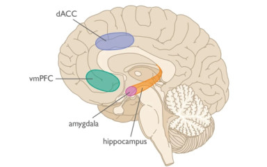 Multimodális asszociációs területek, ahol az információk összefutnak: a hippokampusz, az amigdala és a homloklebeny