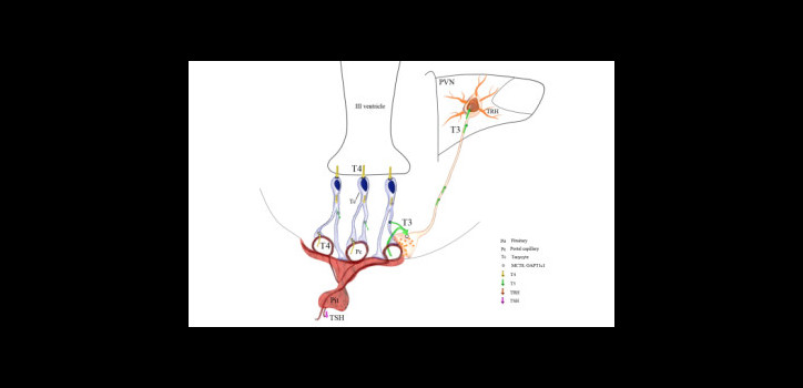 Central regulation of the hypothalamic-pituitary-thyroid (HPT) axis diakép