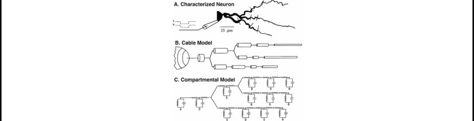 A bonyolult neuron modell I