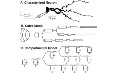 A bonyolult neuron modell I