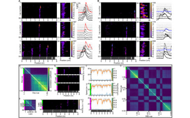 Different mechanisms in the storage of spatial memory