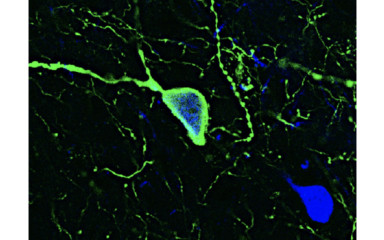 GnRH idegsejt működés és  luteinizáló hormon elválasztás kolinerg szabályozása: ACh/GABA ko-transzisszió részvétele