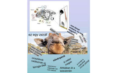 A világ többszintű megjelenése az agyban és a számítógépben II.