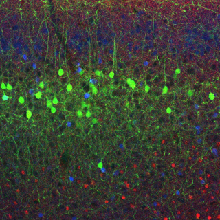 Fluoreszcens fehérjével jelölt piramissejtek (zöld) a mPFC-ben. Látható, hogy ezek a sejtek elkülönülnek a kékkel és pirossal jelölt idegsejtektől, melyeknek eltér a molekuláris profilja. Ezzel a módszerrel megbízhatóan elválasztható egymástól a különböző agykérgi idegsejt-populációk.