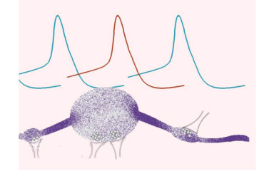 What everyone should know about action potential