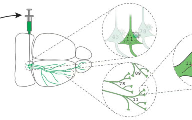 MAPseq és BARseq, molekuláris projekció térképezés: ki-kivel van az agyban?