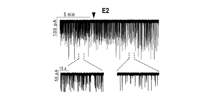 Effets of estradiol on frequency of mPSCs in GnRH neuron diakép
