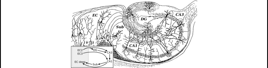 A tengericsikó meséje I: A hippokampusz kapcsolatrendszere és működési módjai
