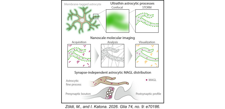 A new paper published in Glia by Miklós Zöldi diakép