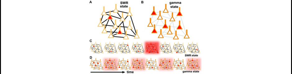 A tengericsikó meséje II: A gamma és az éleshullám aktivitás keletkezése