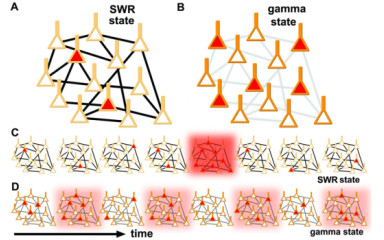 A tengericsikó meséje II: A gamma és az éleshullám aktivitás keletkezése