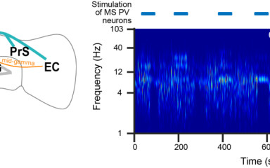 Hippocampal oscillation beyond theta rhythm