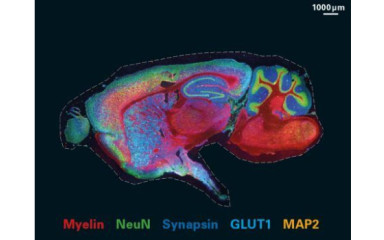 Újkeletű molekuláris-genetikai mérő módszerek: jelölés és nyomkövetés 3.0