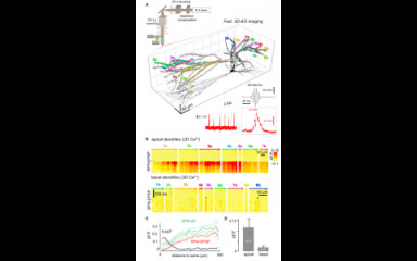Spontán neuronhálózat aktívitás mérése in vivo