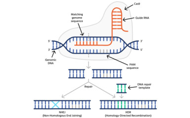 A genom irányított javítása CRISPR