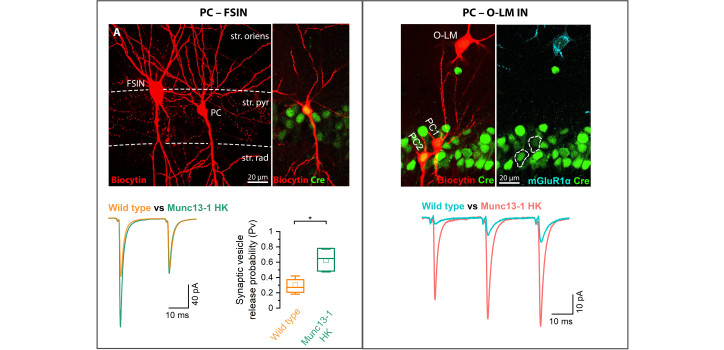 A Key Protein Tunes the Strength of Communication Between Nerve Cells diakép