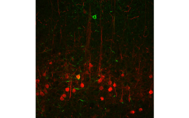 A bazolaterális amygdala serkentő vetítő neuronjainak lokális kapcsolatrendszere