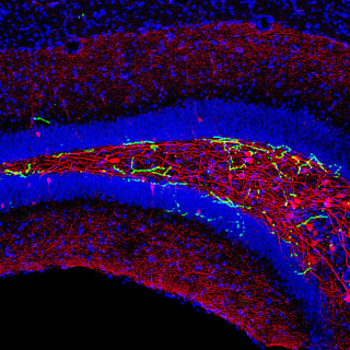 A hippokampuszban elágazódó, az agytörzsből érkező rostok (zöld) aktivitása szabályozza bizonyos interneuronok (piros) működését, amelyek így a memórianyom-képző fő sejtek szabályozásával képesek félelmi emlékeket felidézni.