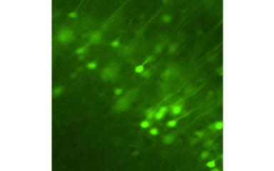 Microproject: Mindenre (fluoreszcens) fény derül.