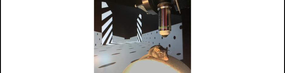 Optogenetika: világító gamer egerek távirányítással és idegsejt mozi 2.