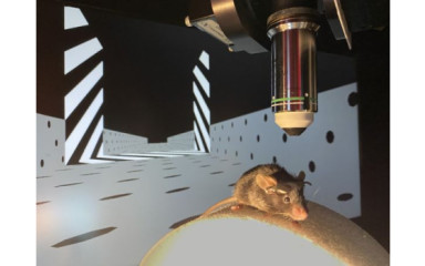 Optogenetika: világító gamer egerek távirányítással és idegsejt mozi 2.
