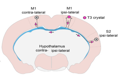 On thyroid hormone migration and ways of cognition