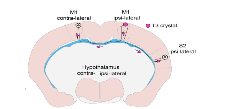 On thyroid hormone migration and ways of cognition diakép