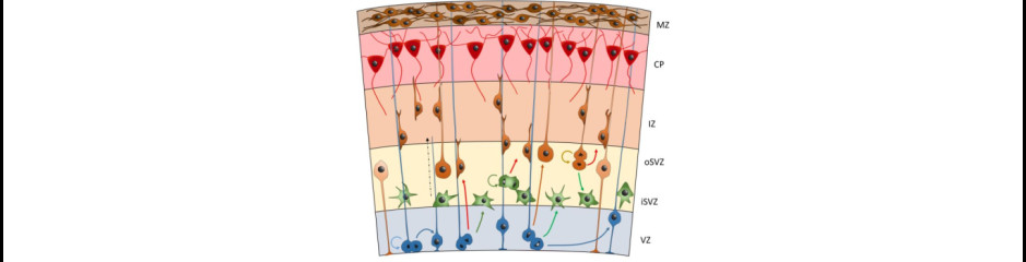 Dadusok és bestiák: A gliák kialakulása és fejlődése